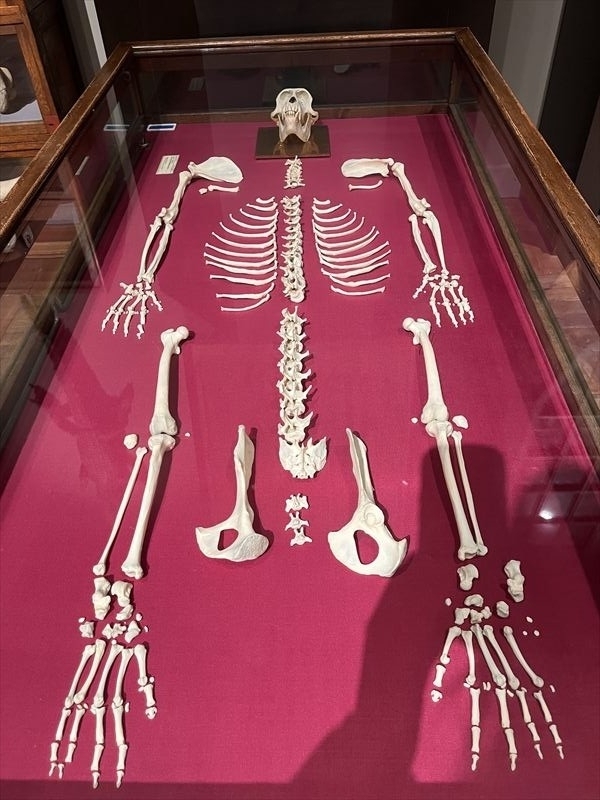 東京駅から新潟へ向かう「ラグビーボール英会話」の生徒達